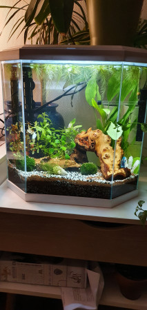 aquariophile Blackbeta