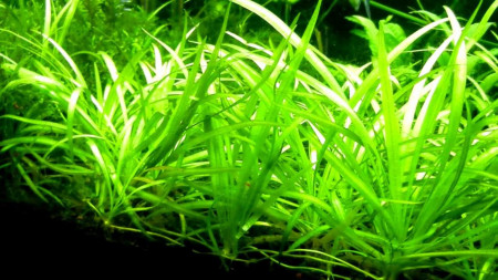 sagittaria subulata