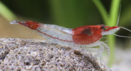 neocaridina red rili