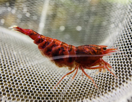 aquariophile Stephen_Shrimps