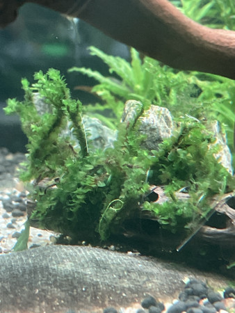 hookeriaceae sp. distichophyllum