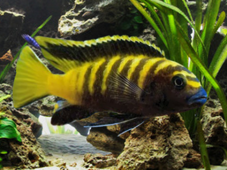 pseudotropheus flavus