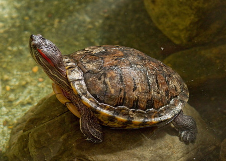 trachemys scripta