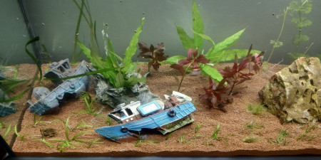 aquariophile Greenfish