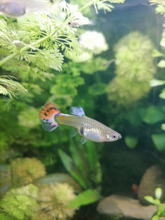 aquariophile Lumisphere
