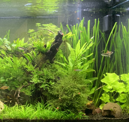 aquariophile Ermelo