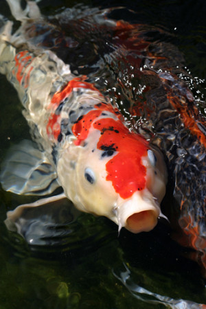 cyprinus carpio carpio
