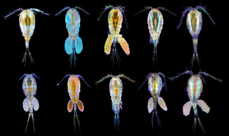 copepoda spp