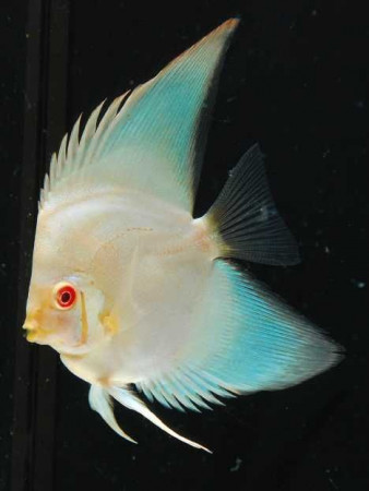 aquariophile yes-cristal