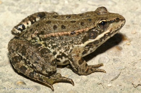 pelophylax ridibundus
