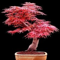 aquariophile ray-bonsai