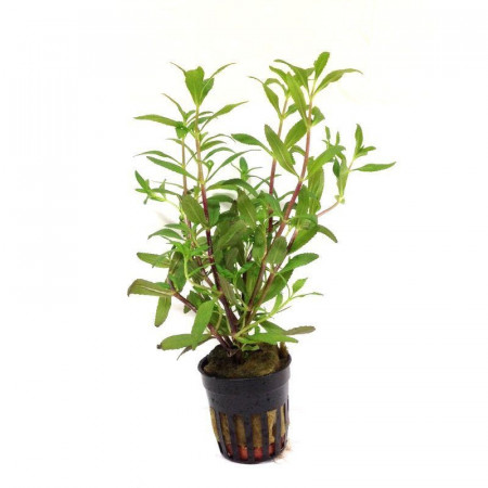 limnophila hippuridoides