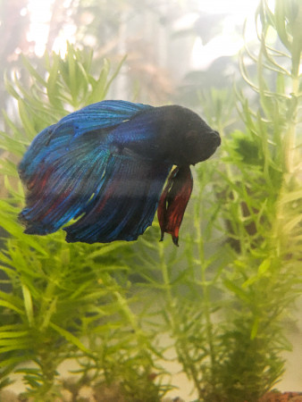 aquariophile Keypablo