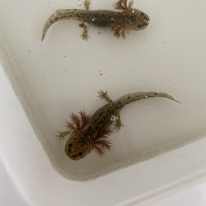 aquariophile Axolotl78