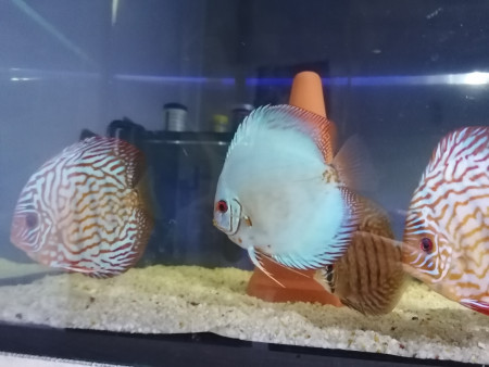 aquariophile Discus42