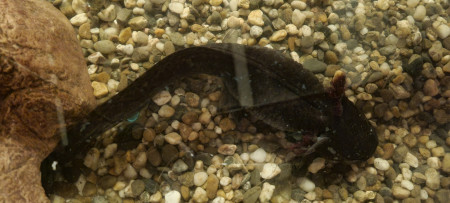 aquariophile enzo-delgoffe
