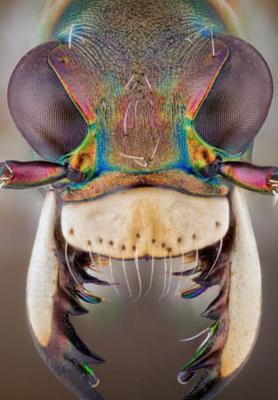 aquariophile ElGerrothorax