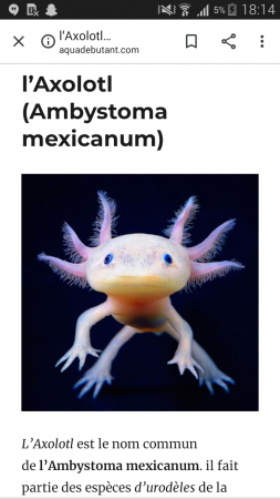 aquariophile axolotl64