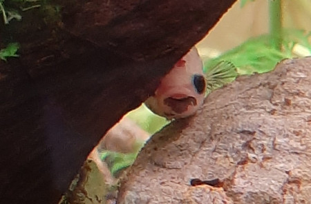 aquariophile Wanda