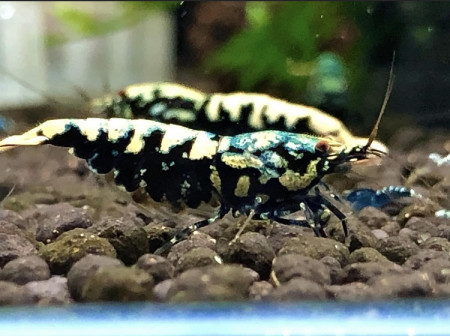 aquariophile Escan-shrimp