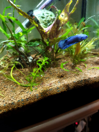 aquariophile Aymeric59
