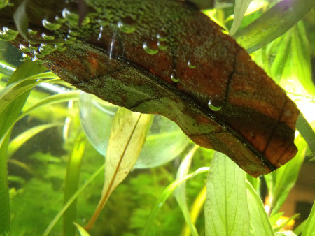 aquariophile Bob-le-Senestre