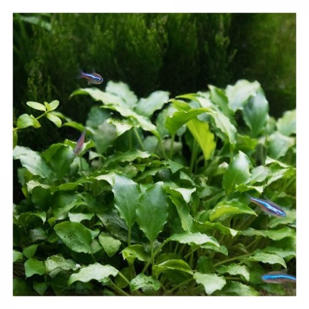 schismatoglottis prietoi