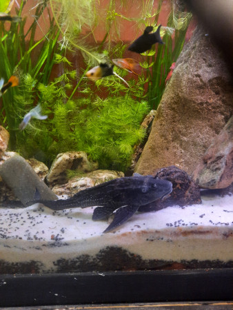 aquariophile Pleco