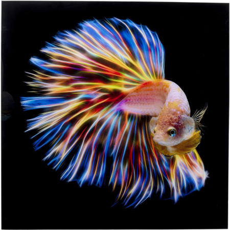 aquariophile MattFish