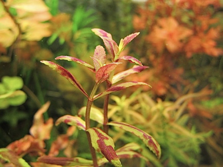 limnophila belem