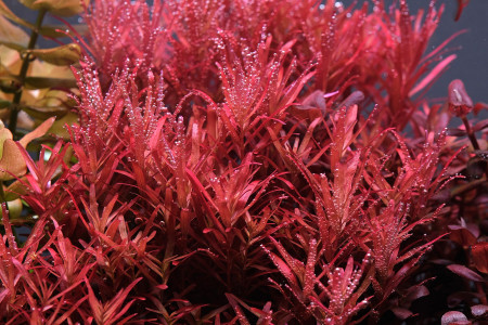 rotala blood red sg variant