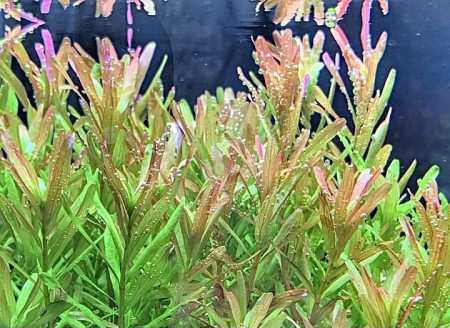rotala rotundifolia 'pink'