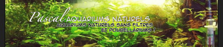 aquariophile PascalAquariumsNaturels