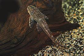 lasiancistrus tentaculatus