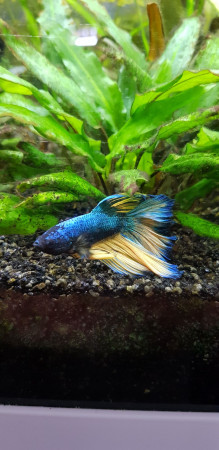 aquariophile dadacath