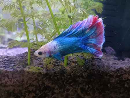 aquariophile Vodka_Betta