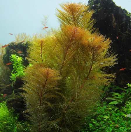 roraima milfoil