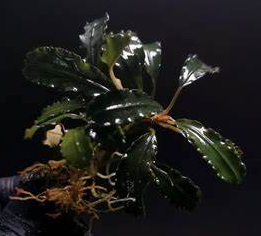 bucephalandra sp. 'super blue'