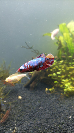 aquariophile Lohachata