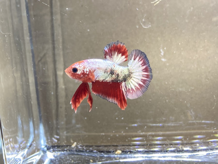 aquariophile Nalia