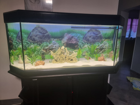 aquariophile Jcsylvie
