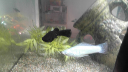 aquariophile Okapie