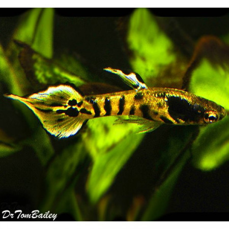 aquariophile Wingei