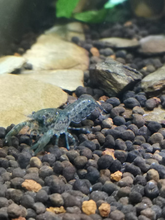 aquariophile Crevette91