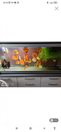 aquariophile FabriceVidal