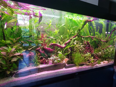 aquariophile Taurb