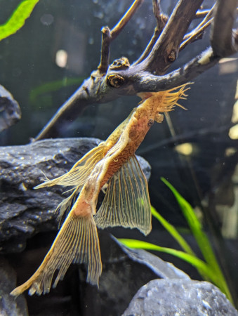 ancistrus sp super red voile