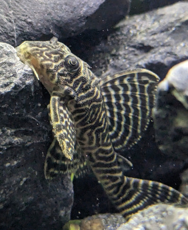 zz hypancistrus sp l333