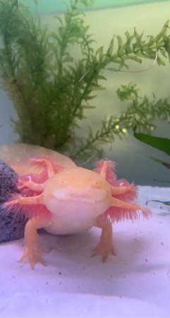 aquariophile Giovanna