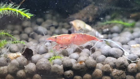 aquariophile Louloushrimp